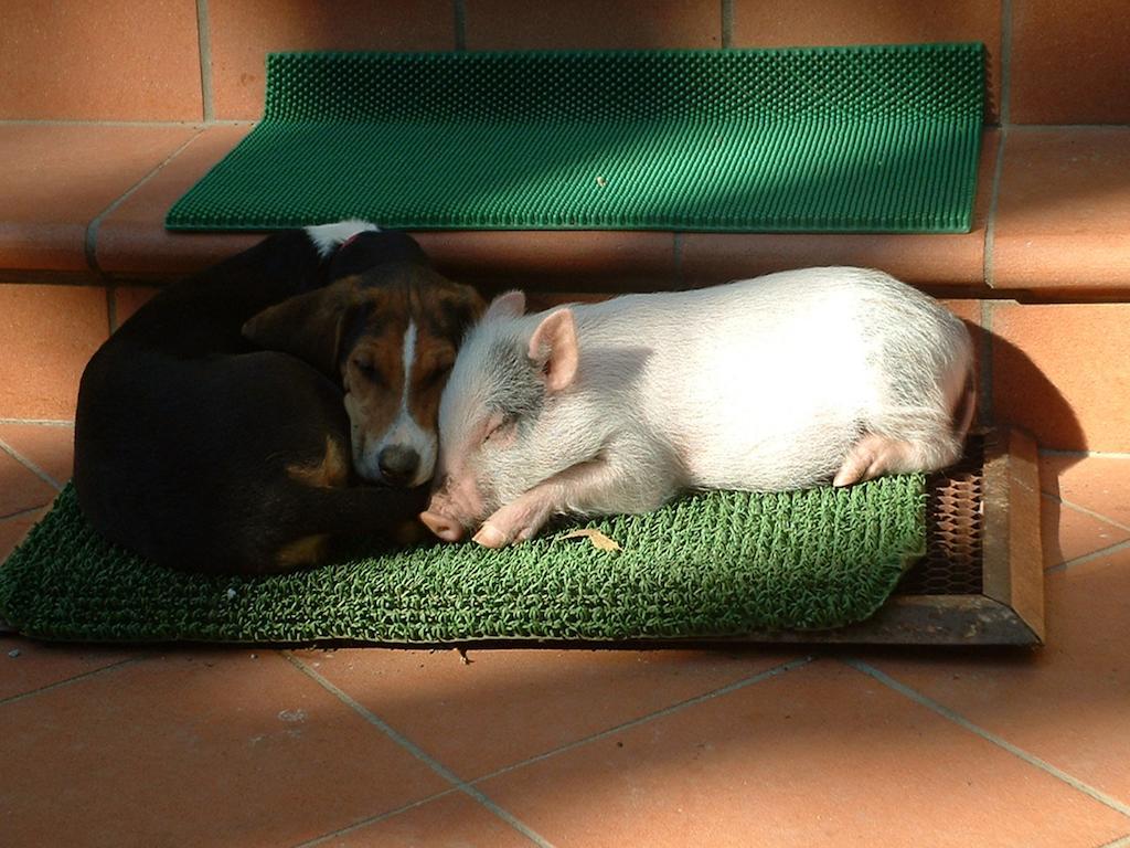 Agriturismo La Pineta Fucecchio Esterno foto